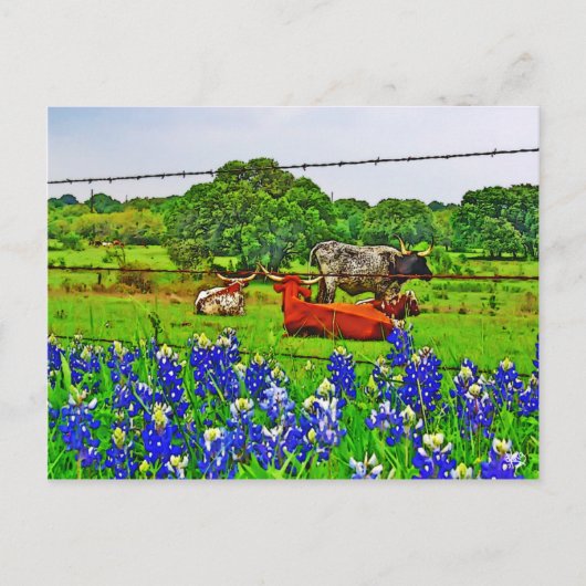 Bluebonnets und Longhorns, Texas Hill Country Postkarte (Vorderseite)