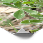 Bluebonnets und Prickly Birne Poster (Ecke)