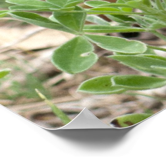 Bluebonnets und Prickly Birne Poster (Ecke)