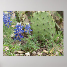 Bluebonnets und Prickly Birne Poster