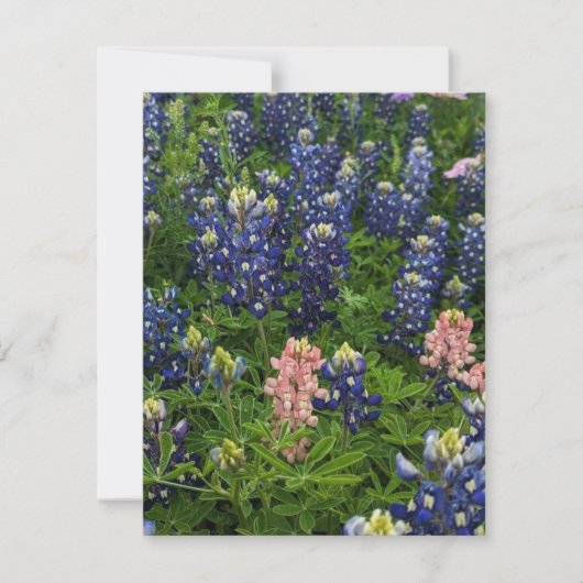 Bluebonnets und Snapdragons Feiertagskarte (Vorderseite)