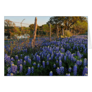 Bluebonnets und Stacheldraht-Zaun