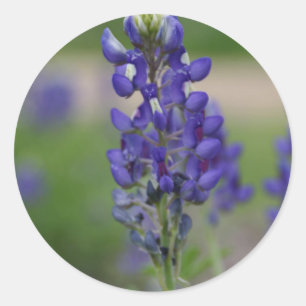 BlueBonnett Runder Aufkleber