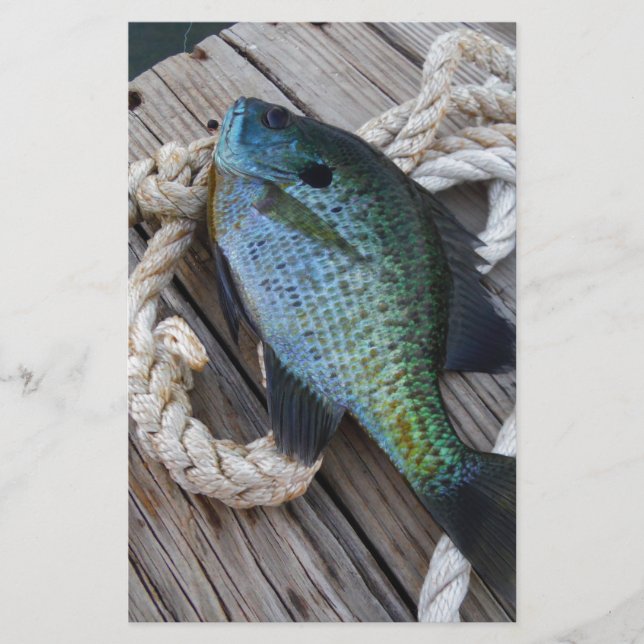 Bluegill auf Dock (Vorderseite)
