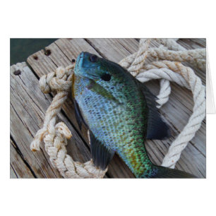 Bluegill auf Dock