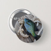 Bluegill auf Dock Button (Vorne & Hinten)
