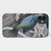 Bluegill auf Dock Case-Mate iPhone Hülle (Rückseite (Horizontal))