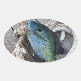 Bluegill auf Dock Ovaler Aufkleber