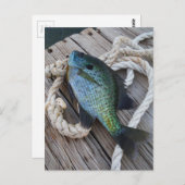 Bluegill auf Dock Postkarte (Vorne/Hinten)