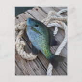 Bluegill auf Dock Postkarte (Vorderseite)