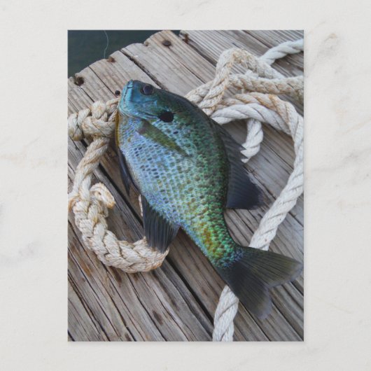 Bluegill auf Dock Postkarte (Vorderseite)