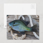 Bluegill auf Dock Postkarte (Vorne/Hinten)