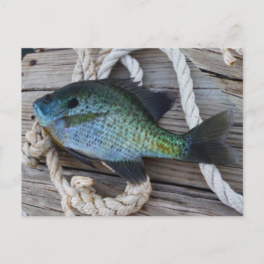 Bluegill auf Dock Postkarte (Vorderseite)