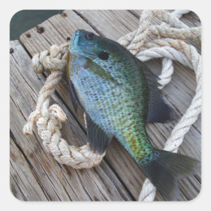 Bluegill auf Dock Quadratischer Aufkleber