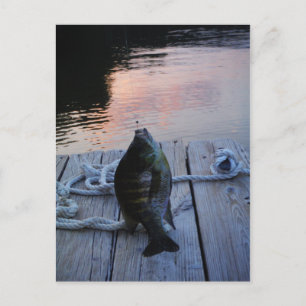 Bluegill bei Sonnenuntergang Lake Arrowhead Postkarte