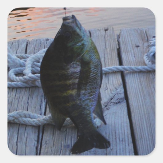 Bluegill bei Sonnenuntergang Lake Arrowhead Quadratischer Aufkleber (Vorderseite)