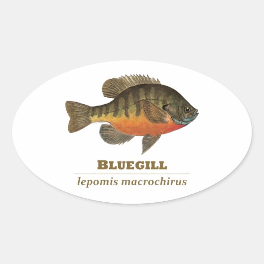 Bluegill Bream Fishing Ovaler Aufkleber (Vorderseite)