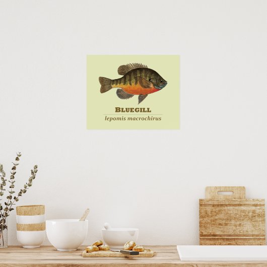 Bluegill Bream Fishing Poster (Küche)
