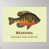 Bluegill Bream Fishing Poster (Vorne)