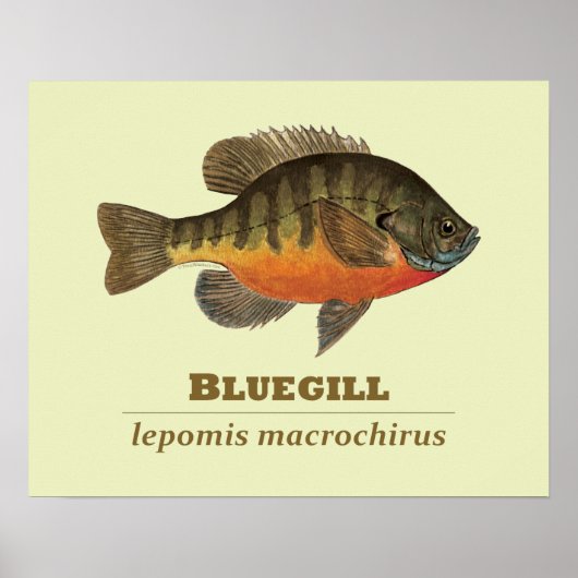 Bluegill Bream Fishing Poster (Vorne)