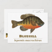 Bluegill Bream Fishing Postkarte (Vorne/Hinten)