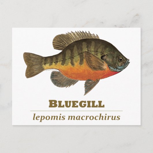 Bluegill Bream Fishing Postkarte (Vorderseite)