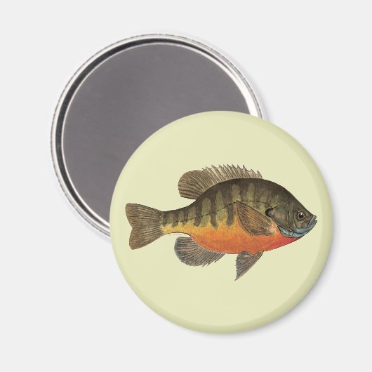 Bluegill Bream Magnet (Vorderseite/Rückseite)