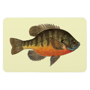 Bluegill Bream Magnet