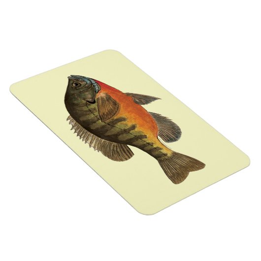 Bluegill Bream Magnet (Rechte Seite)