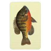 Bluegill Bream Magnet (Vertikal)