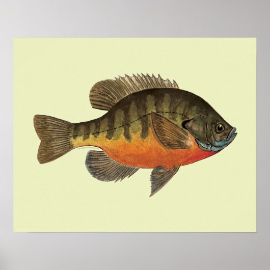 Bluegill Bream Poster (Vorne)