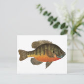 Bluegill Bream Postkarte (Stehend Vorderseite)