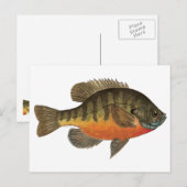 Bluegill Bream Postkarte (Vorne/Hinten)