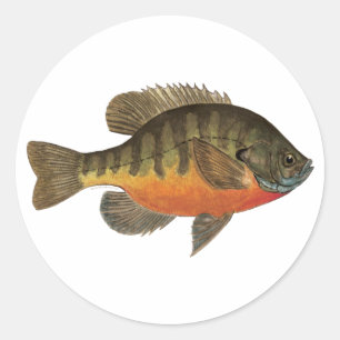 Bluegill Bream Runder Aufkleber