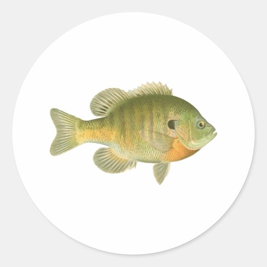 Bluegill, Bream, Sunfish Runder Aufkleber (Vorderseite)