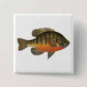Bluegill Brei Button (Vorderseite)