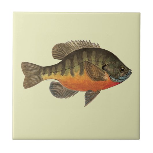 Bluegill Brei Fliese (Vorderseite)