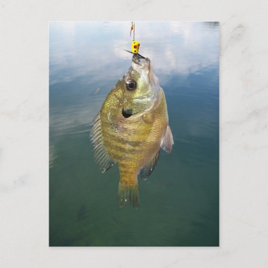 Bluegill Catch Postkarte (Vorderseite)