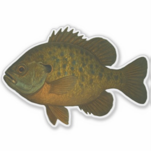 Bluegill Cut-out Sticker (Vorderseite)