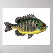 Bluegill Sunfish Poster (Vorne)