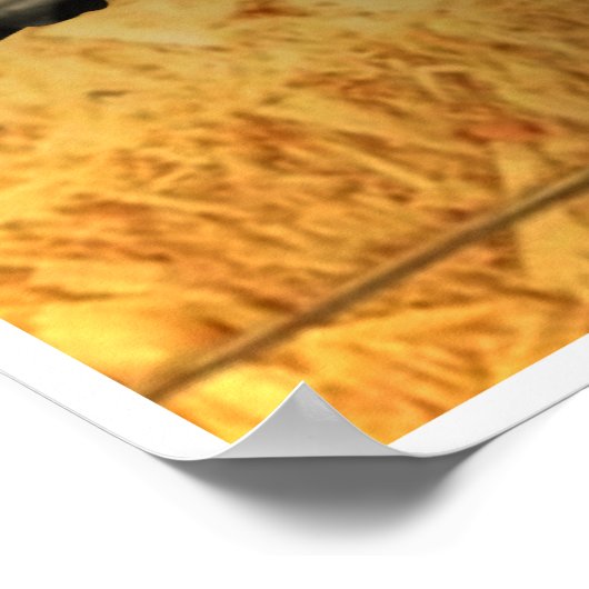 Bluegrass Instruments Poster (Ecke)