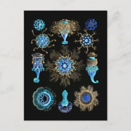 Bluegreen Siphonophorae Postkarte