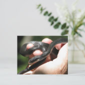 Blueish Black Racer Postkarte (Stehend Vorderseite)