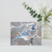 Bluejay 1 postkarte (Stehend Vorderseite)