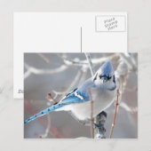 Bluejay 1 postkarte (Vorne/Hinten)