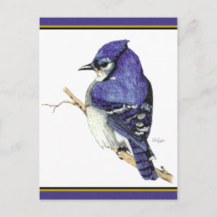 Bluejay 2 Postcard Postkarte
