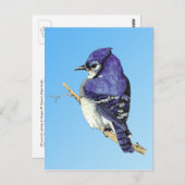 Bluejay 3 Postcard Postkarte (Vorne/Hinten)
