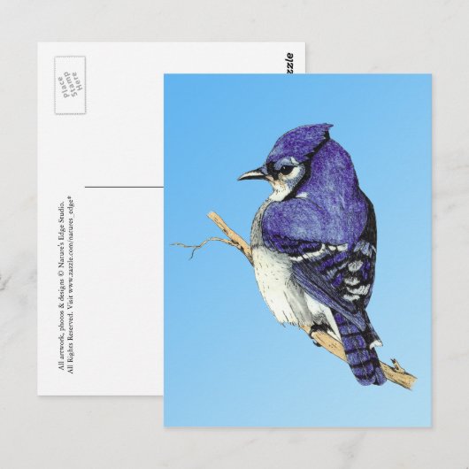 Bluejay 3 Postcard Postkarte (Vorne/Hinten)