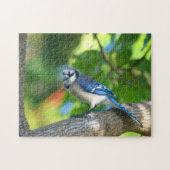 Bluejay in Baumfotografie Puzzle (Horizontal)