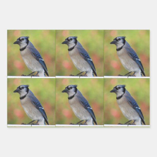 Bluejay - Jeden Anlaß Wrapping Paper Sheets Geschenkpapier Set (Vorderseite)